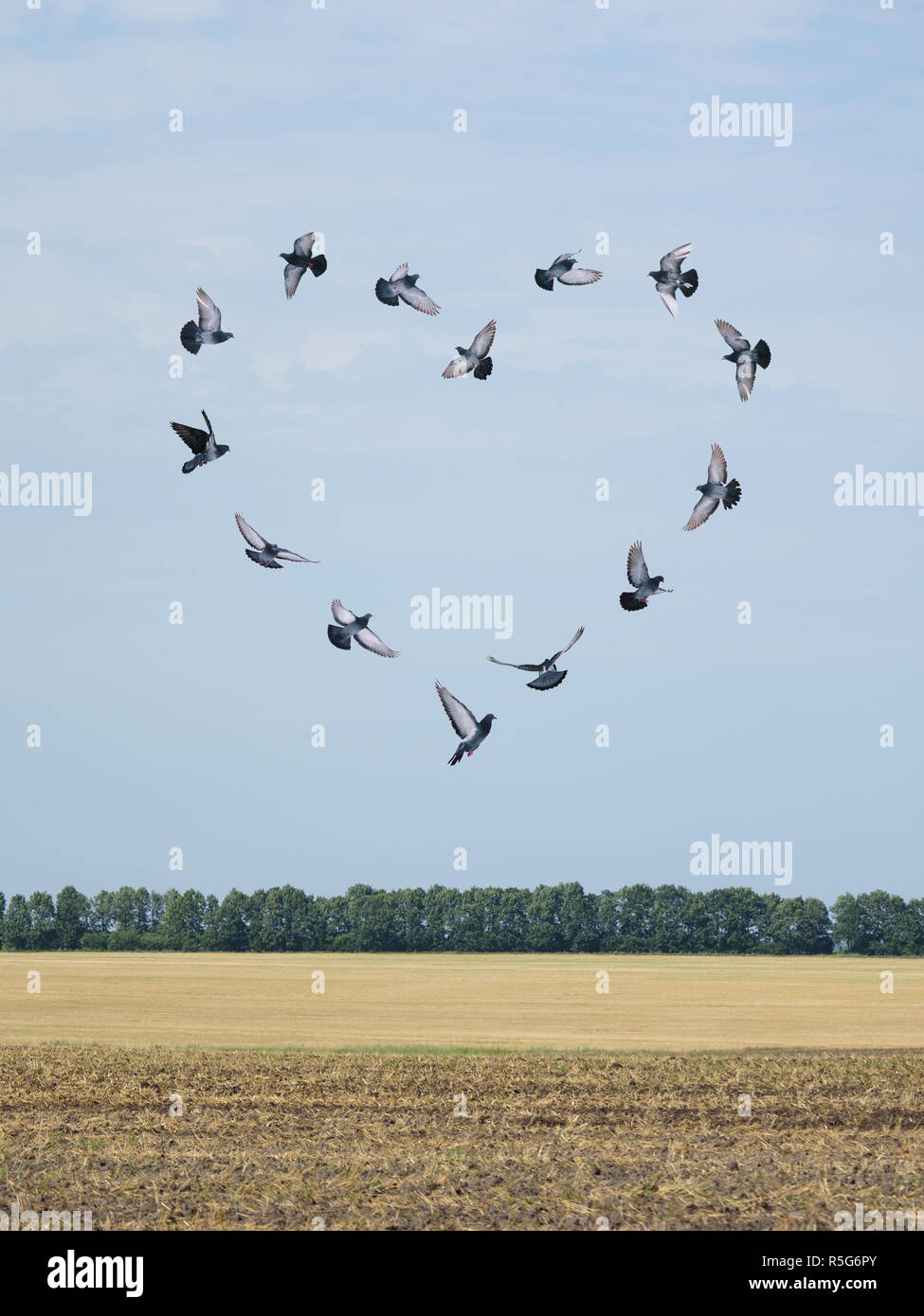 Valentinstag Konzept. Grußkarte mit Kopie Platz für Text. Tauben fliegen bildeten eine Herzform - ein Symbol der Liebe Stockfoto