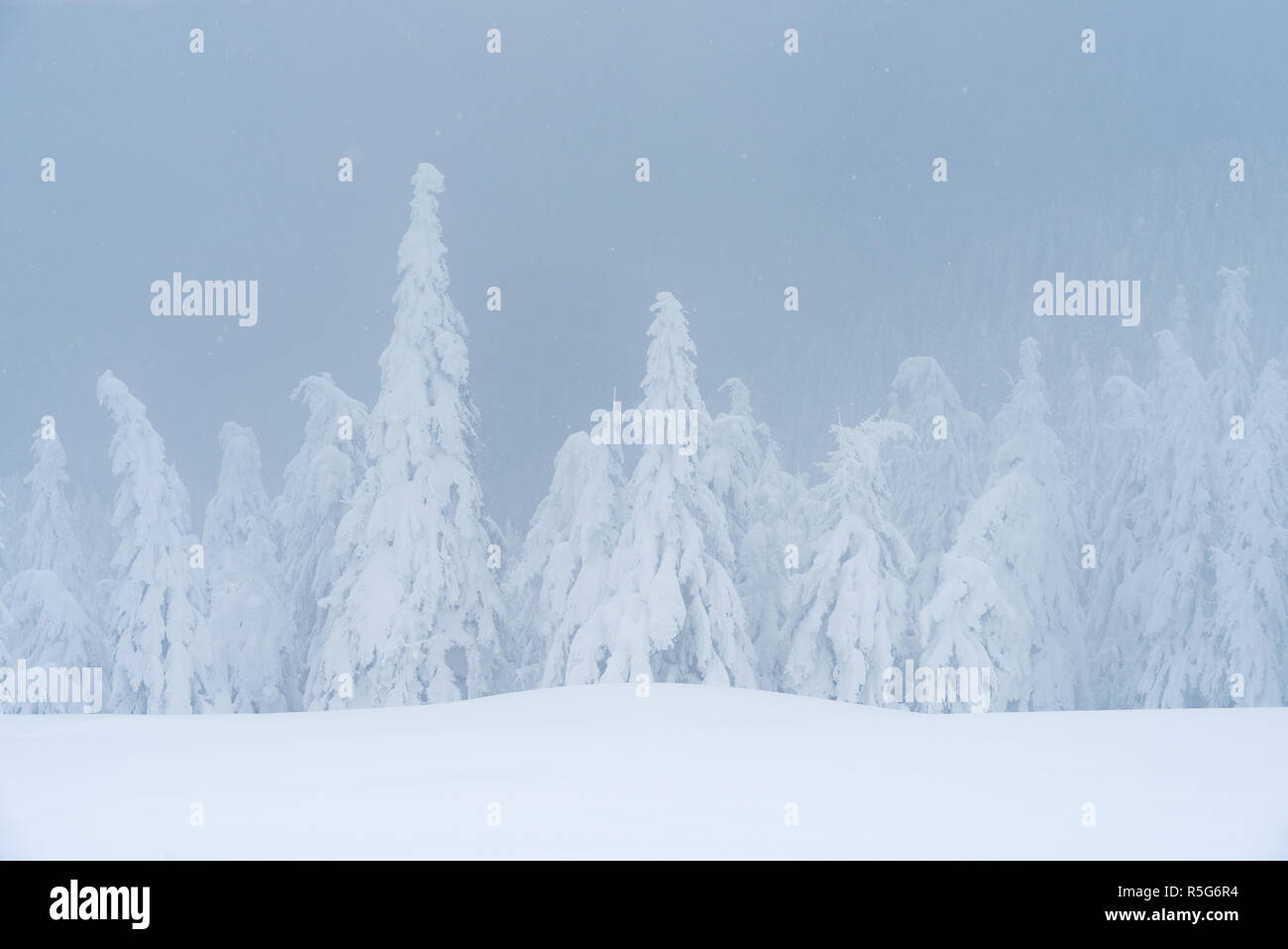 Malerische Winter. Verschneiten Tannen. Nebel in einem Bergwald Stockfoto