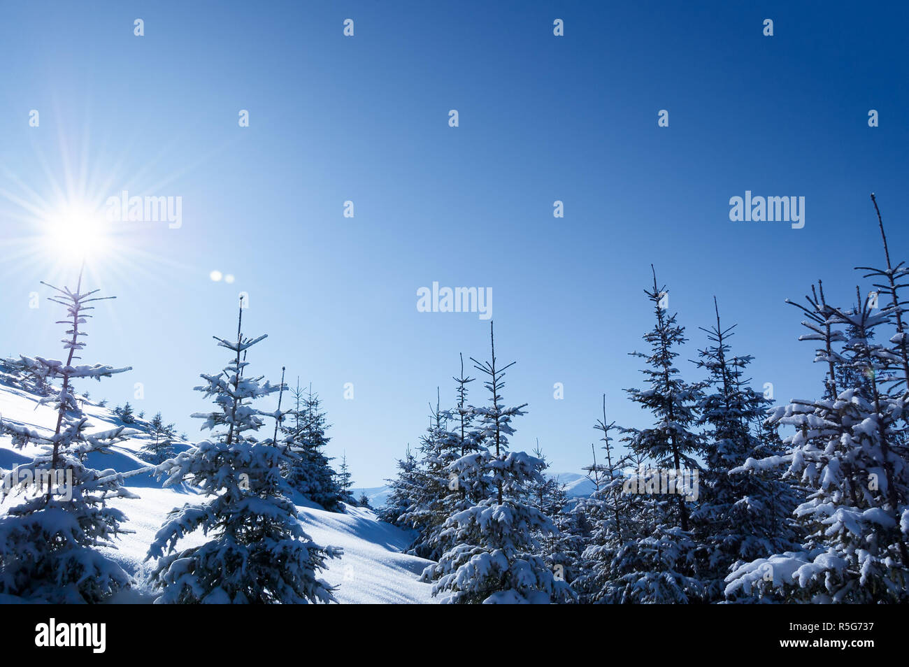 Winter Szene mit Kopie Platz für Text. Sonnige frostigen Tag im Bergwald Fichte. Blauer Himmel und Sonne Stockfoto