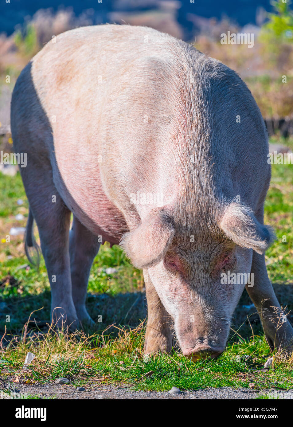 Frei weidende Schweine auf einem traditionellen Bauernhof. Stockfoto