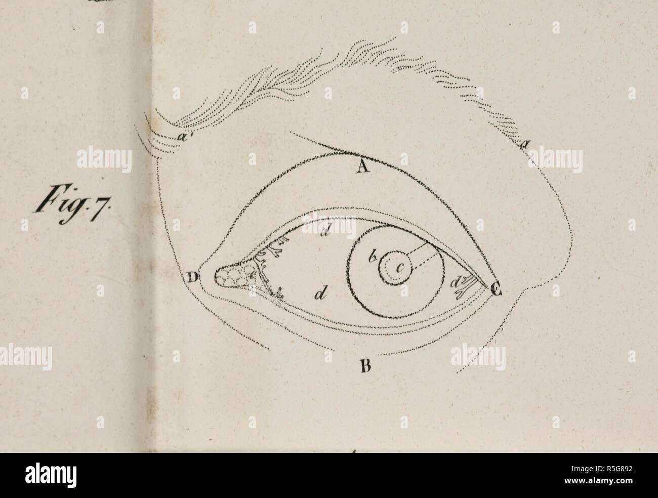 Anatomische Zeichnung. Auge. Augenlid. Augenbraue. Planches anatomiques du corps humain executeÌes d'apreÌ € € ™ s les Abmessungen naturelles. Paris Frankreich 1826. Anatomische Drucken des menschlichen Körpers mit natürlichen Dimensionen. Auge. Augenlid. Augenbraue. Francesco ANTOMMARCHI, c. Planches anatomiques du corps humain executeÌes d'apreÌ € € ™ s les Abmessungen naturelles, accompagneÌes d'€™ un-Texte explicatif... PublieÌes par le Cte de Lasteyrie. (Explikation des Planches anatomiques, etc.). Quelle: 1899.h., 24 Tab., 25 Abb. 7 (B+W). Sprache: Französisch. Stockfoto