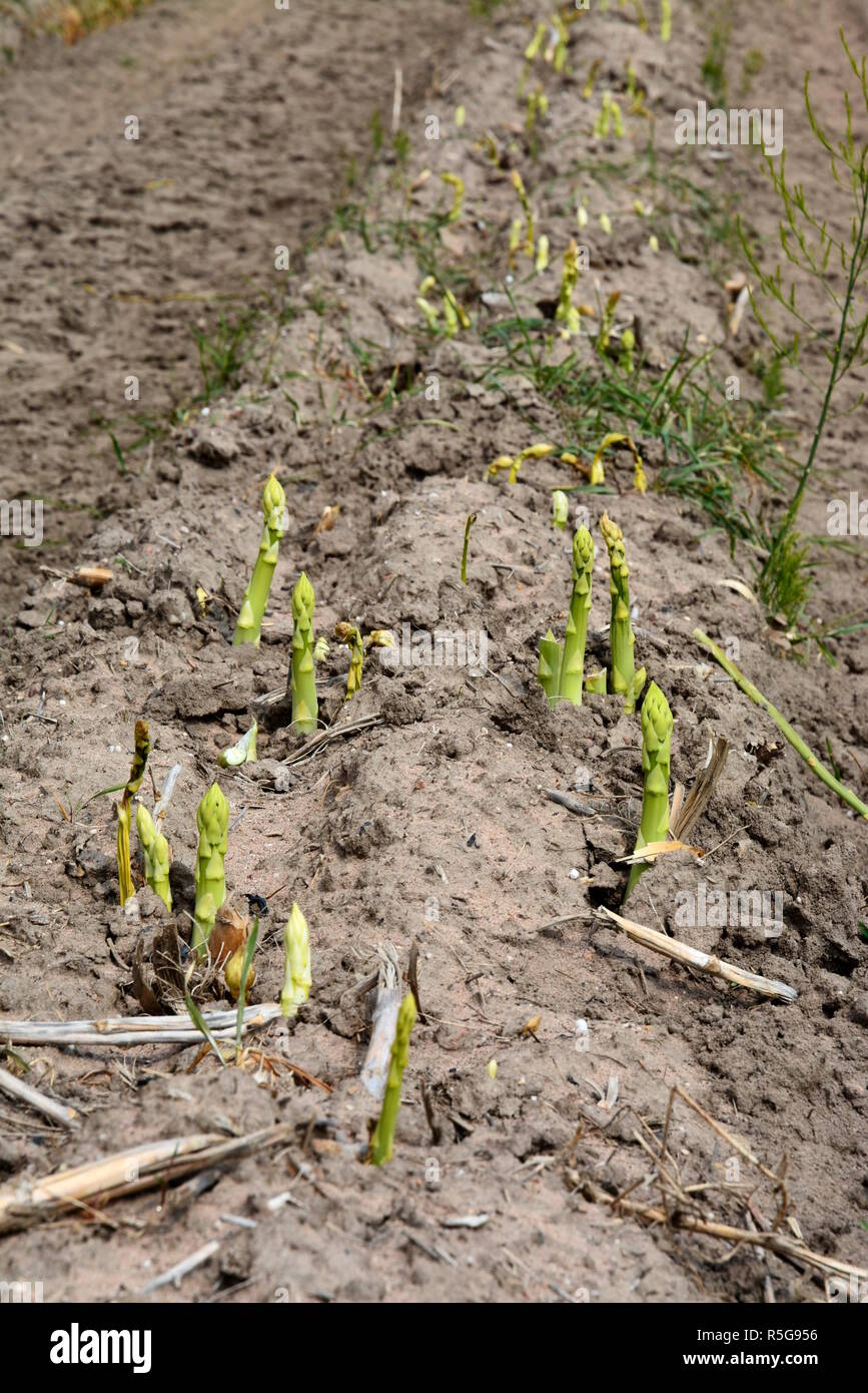 grüner Spargel Stockfoto