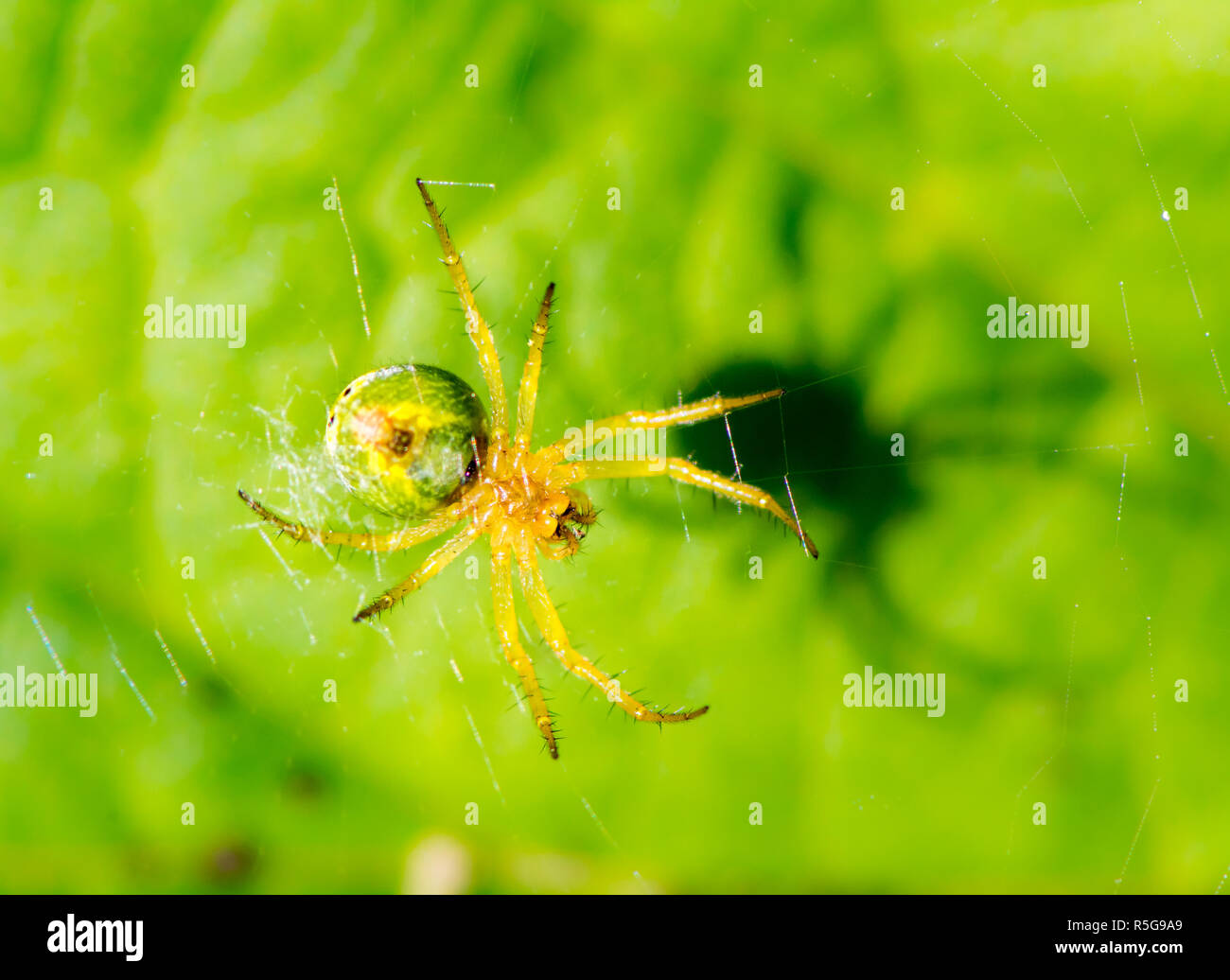 Cucumber Green Spider (Araniella cucurbitina) im Web Stockfoto