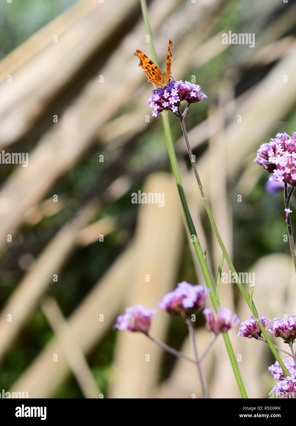 Lila Langer Stiel Stockfotos und -bilder Kaufen - Alamy