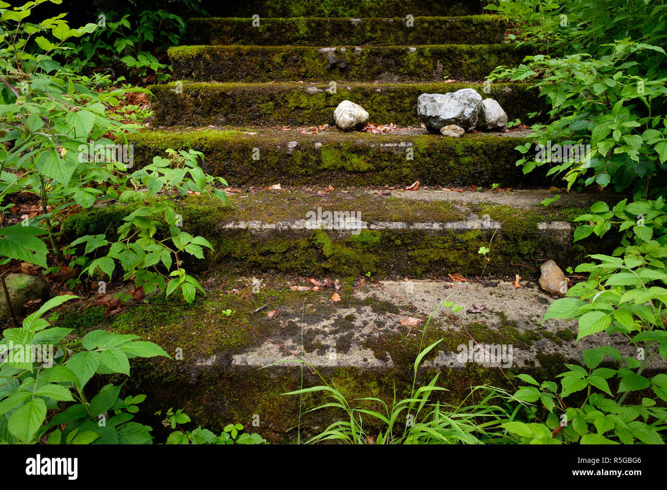 Treppen mit Moos bewachsen und mit Steinen und Pflanzen überwucherte Stockfoto