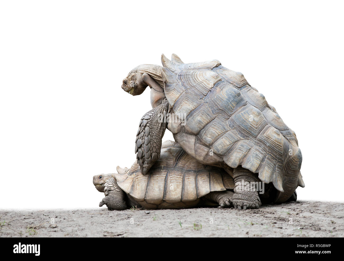 Zwei galapagos riesenschildkröten Fotos und Bildmaterial in hoher Auflösung Alamy