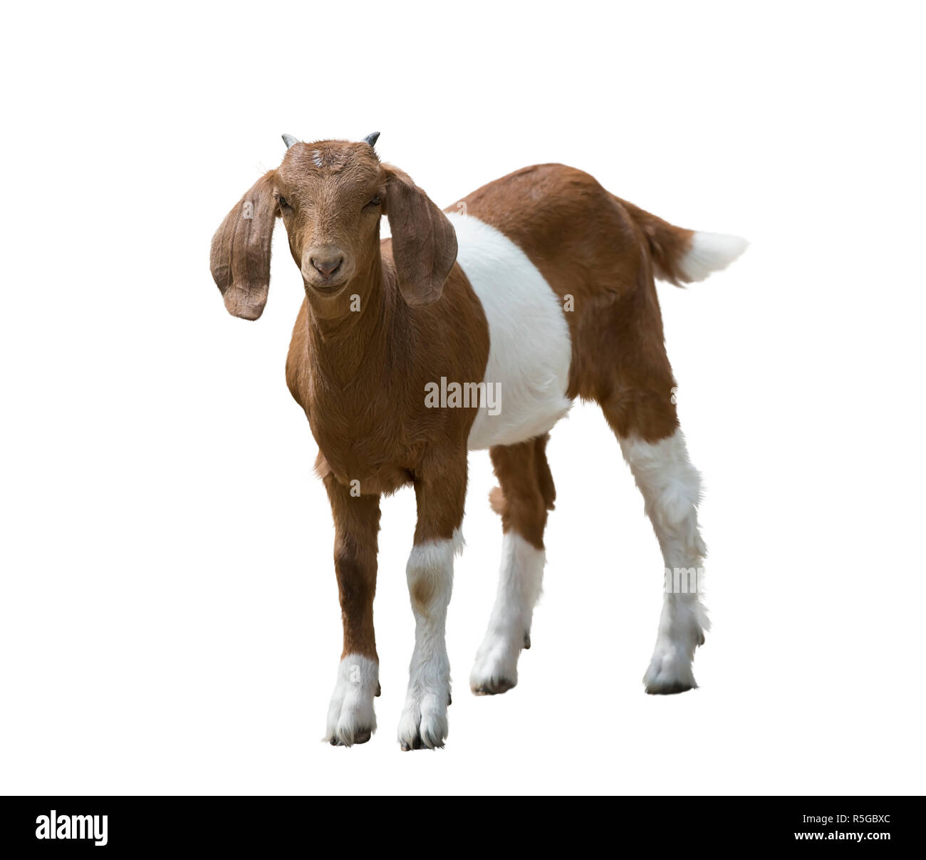 Junge boer Goat Stockfoto