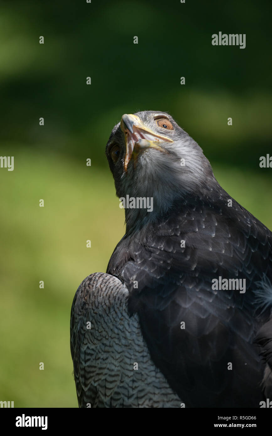 Nahaufnahme des schwarz-chested Bussard-Adler mit verdrehten Hals Stockfoto