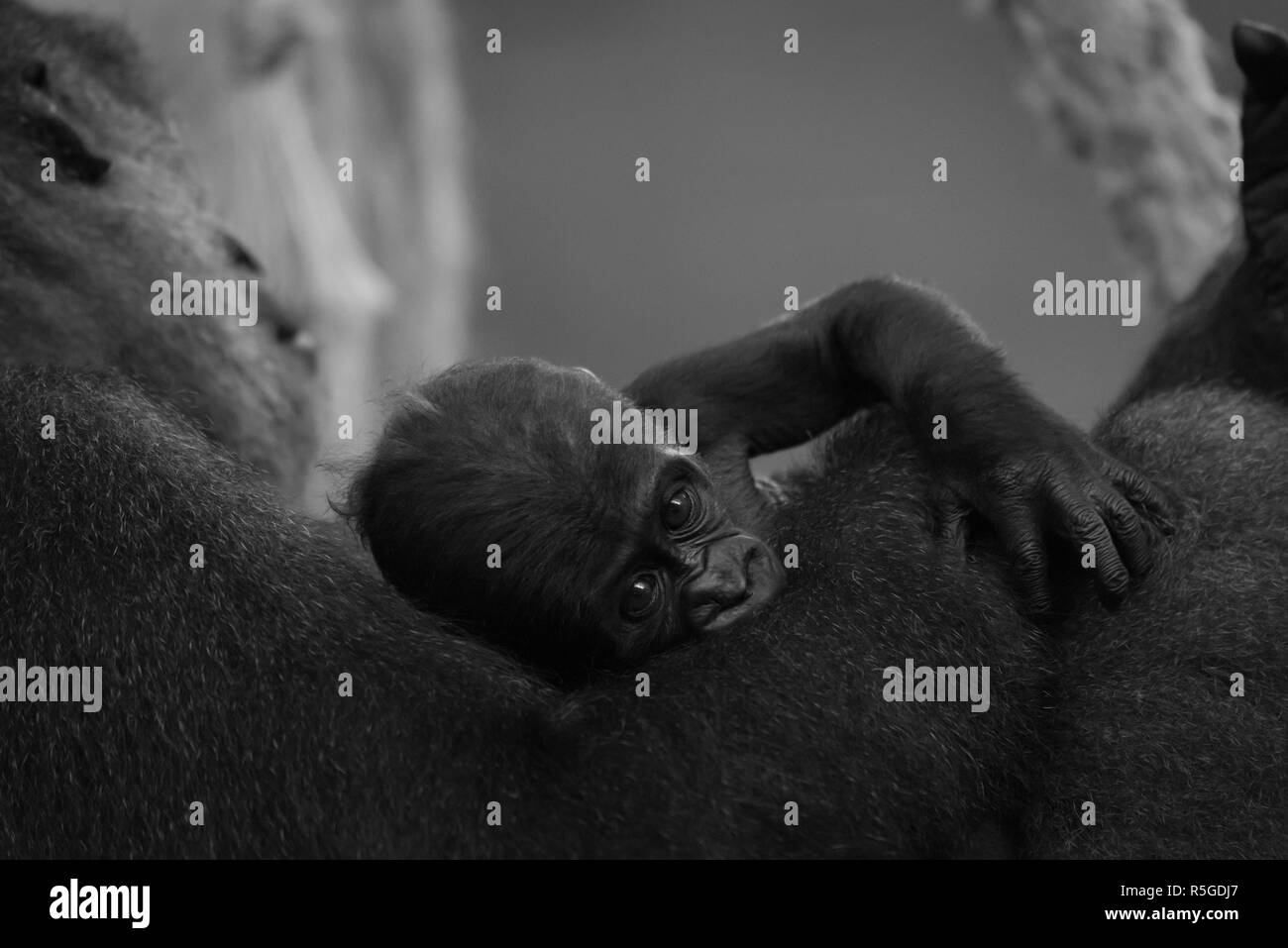 Mono baby Gorilla auf dem Arm der Mutter Stockfoto
