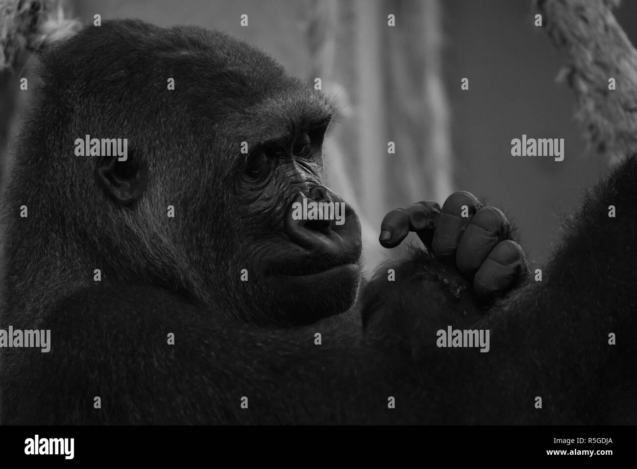 Mono Nahaufnahme von Gorilla Kopf und Hände Stockfoto