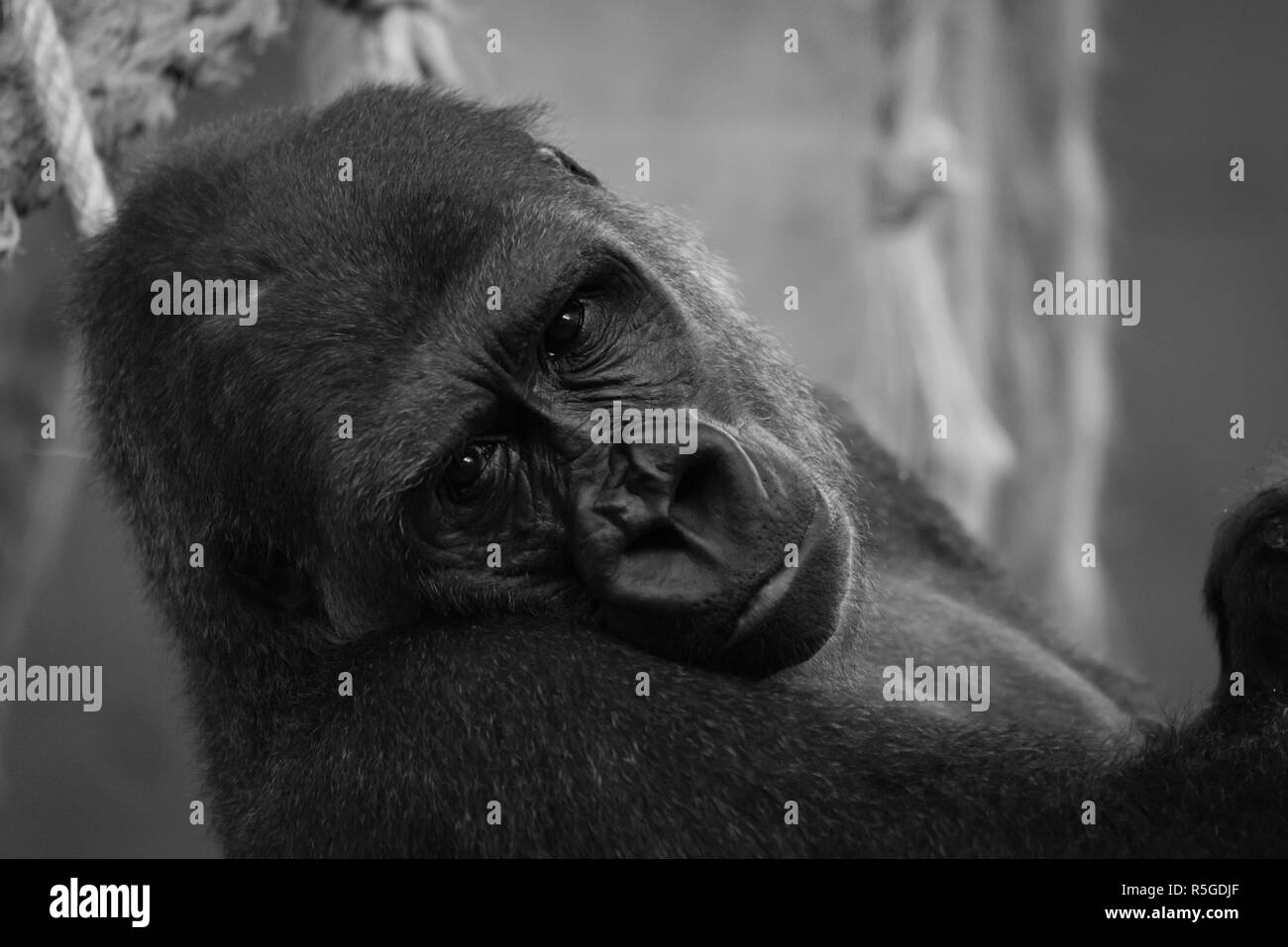 Mono Nahaufnahme von Gorilla Kopf in Hängematte Stockfoto