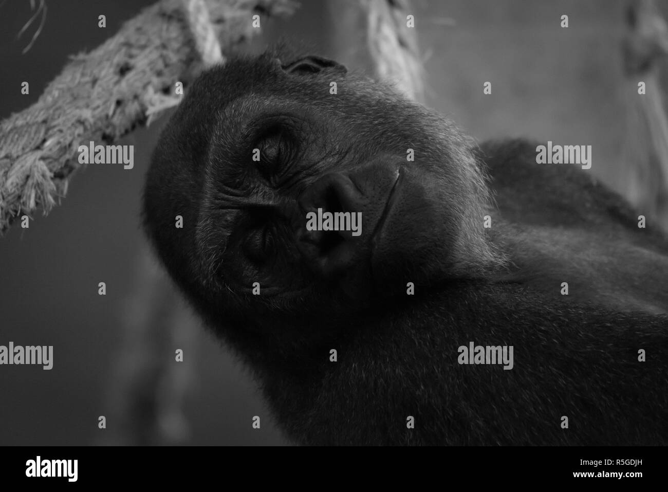 Mono Nahaufnahme des schlafenden Gorillas in Hängematte Stockfoto