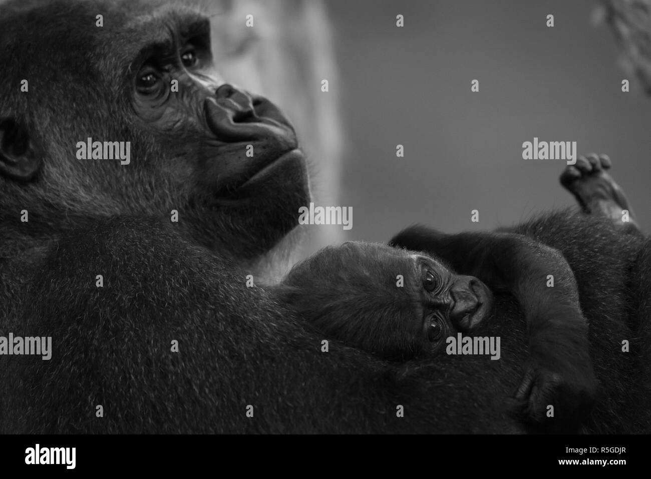 Mono Gorillababy auf dem Arm der Mutter Stockfoto