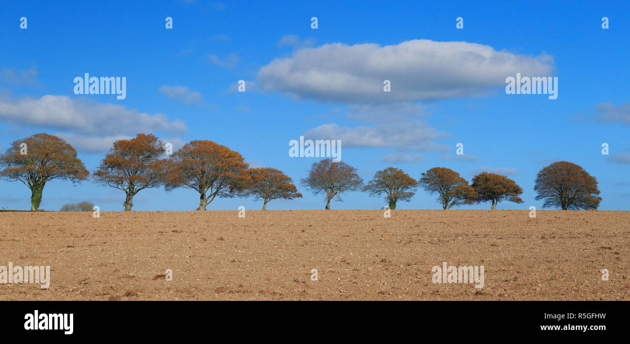 Reihe der Bäume am Horizont Stockfoto