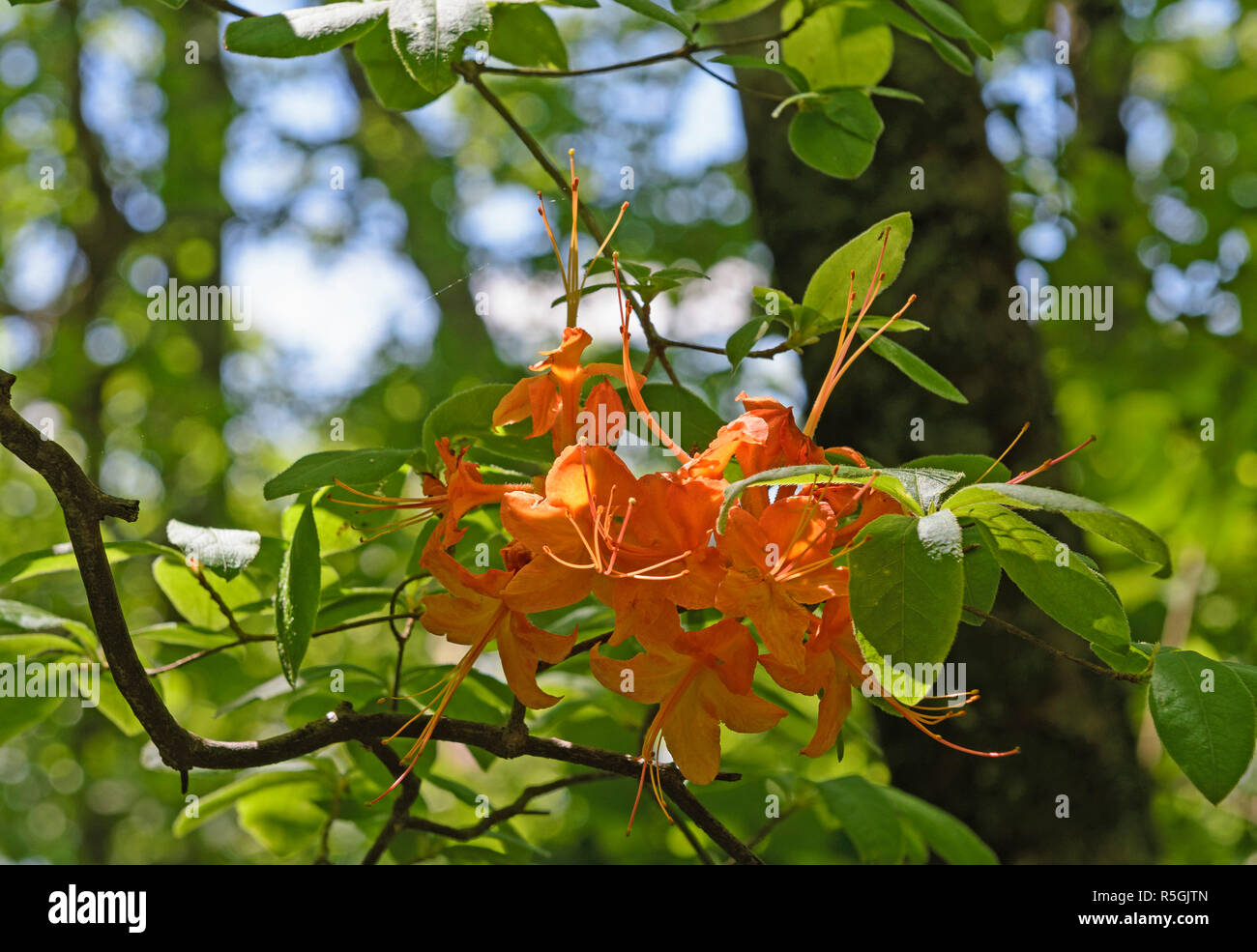 Flamme Azalea in der Feder Stockfoto