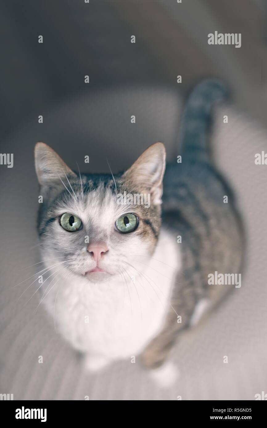 Cute tabby Katze schaut neugierig bis zu der Kamera. Bild vertikal. Stockfoto