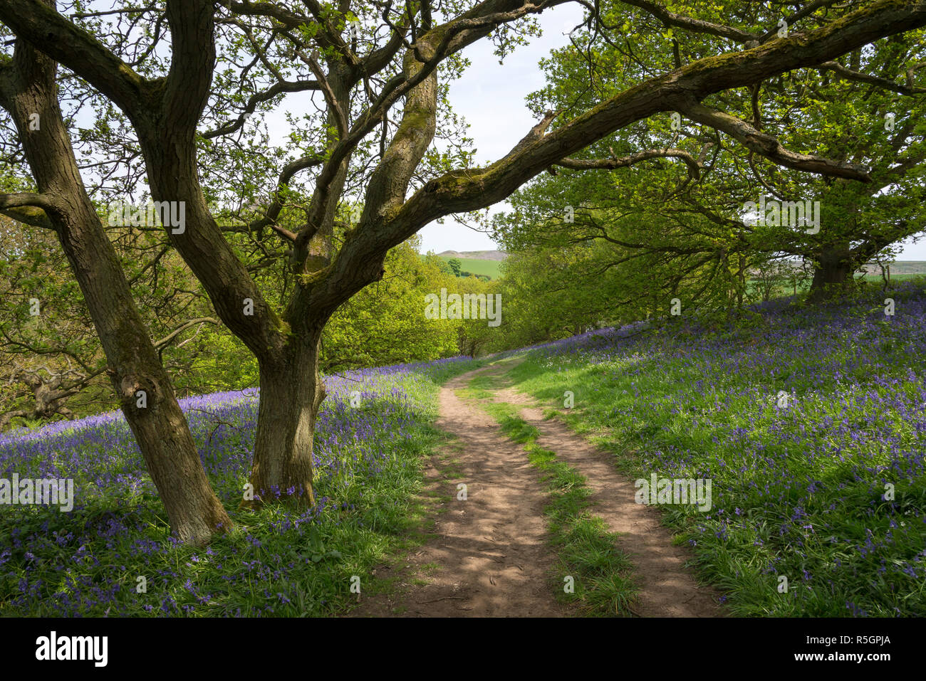 Pfad durch das bluebells an Roseberry Topping in die North York Moors National Park, England. Stockfoto