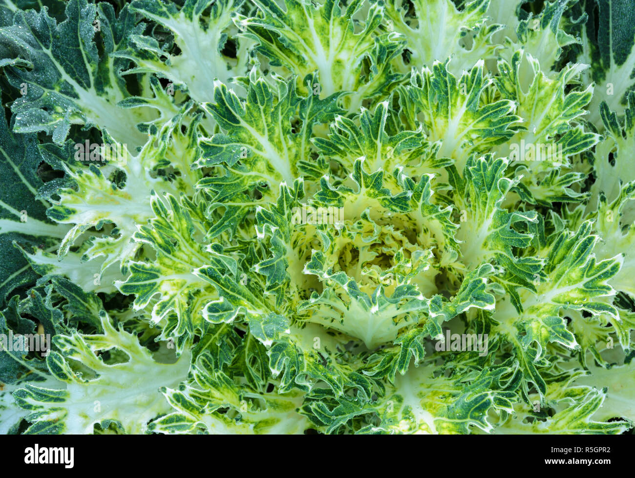 Grüne Zier Kohl und blühender Grünkohl Anlage Stockfoto