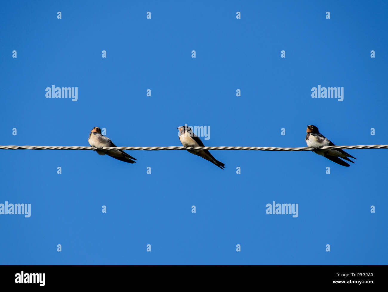 Schwalben auf den Drähten. Schwalben gegen den blauen Himmel. Die swallo Stockfoto