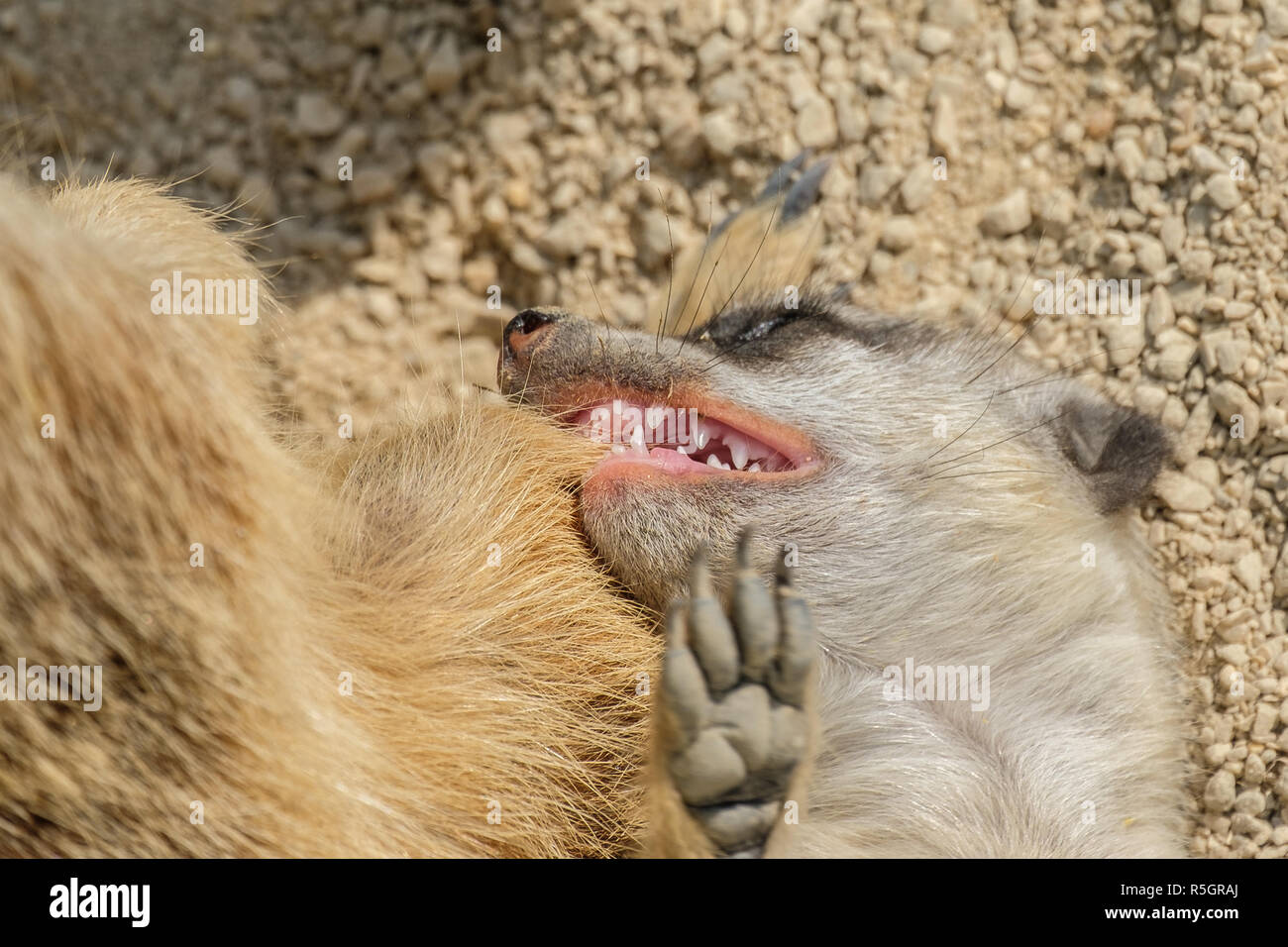 Erdmännchen Kind nicht beißen im Fell der Mutter Stockfoto