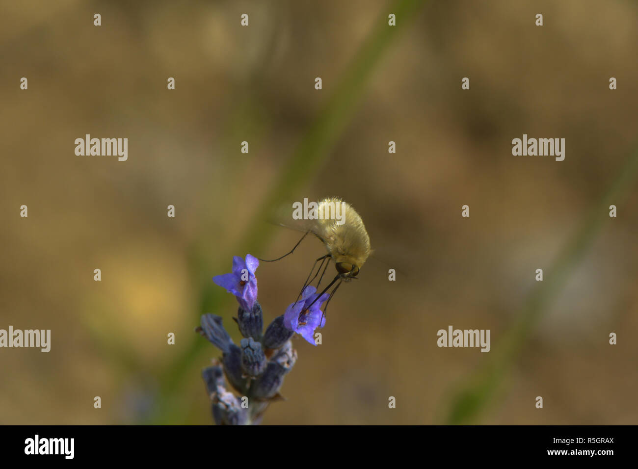 Wollschweber auf einem Lavendel Blume Stockfoto