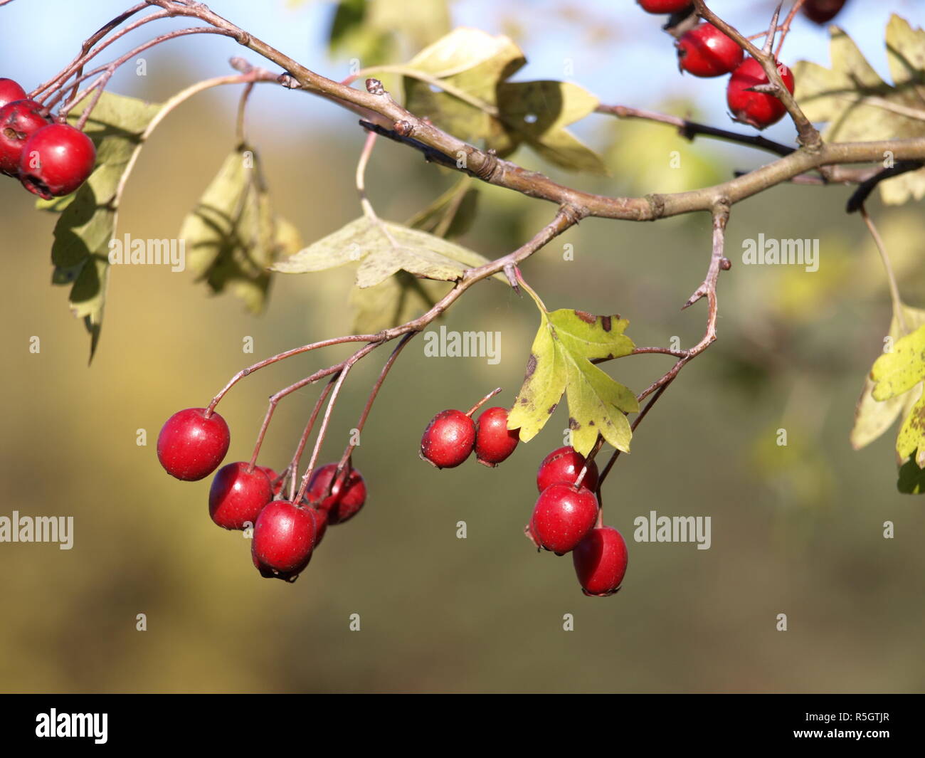 Weißdorn Stockfoto