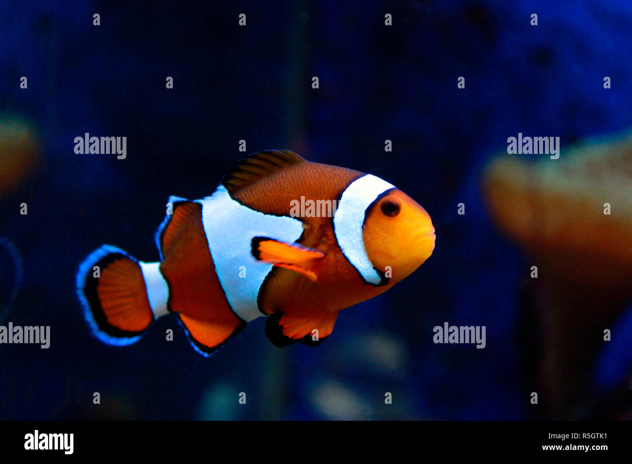 Clown Fische - Die beliebtesten Seefische in der Welt Stockfoto