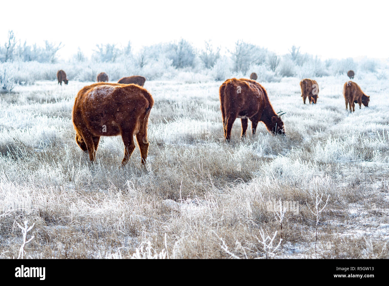 Eine Herde von Kühen in der Kalmückischen Steppe im Winter. Alle Vegetation bedeckt mit einer dicken Schicht von Frost. Stockfoto