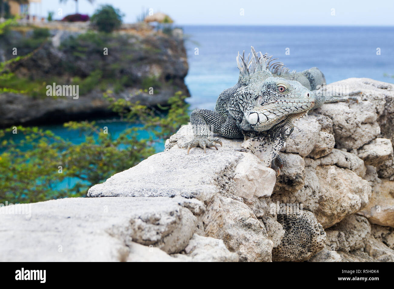 Iguana aalt sich in der Sonne am Playa Lagun Curacao mit blauen Lagune im Hintergrund. Stockfoto
