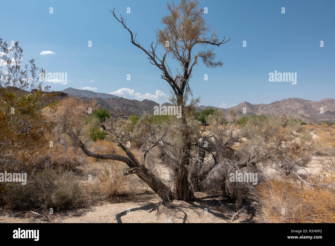 Apricot Mallow (Sphaeralcea ambigua) auf der Ed Hastey Garden Trail, Santa Rosa und San Jacinto Mountains National Monument, Palm Desert, CA, USA. Stockfoto