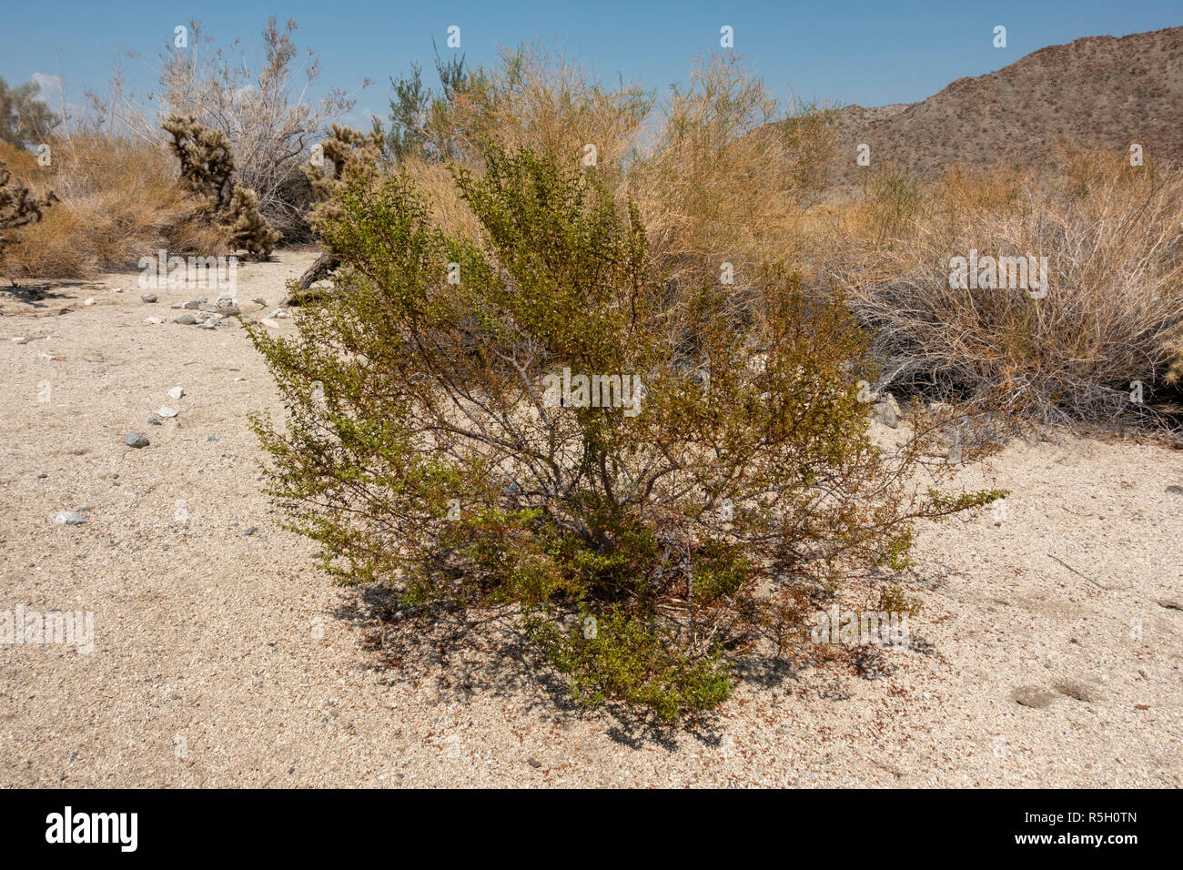 Kreosot (Larrea tridentata), auf den Ed Hastey Garden Trail, Santa Rosa und San Jacinto Mountains National Monument, Palm Desert, CA, USA. Stockfoto
