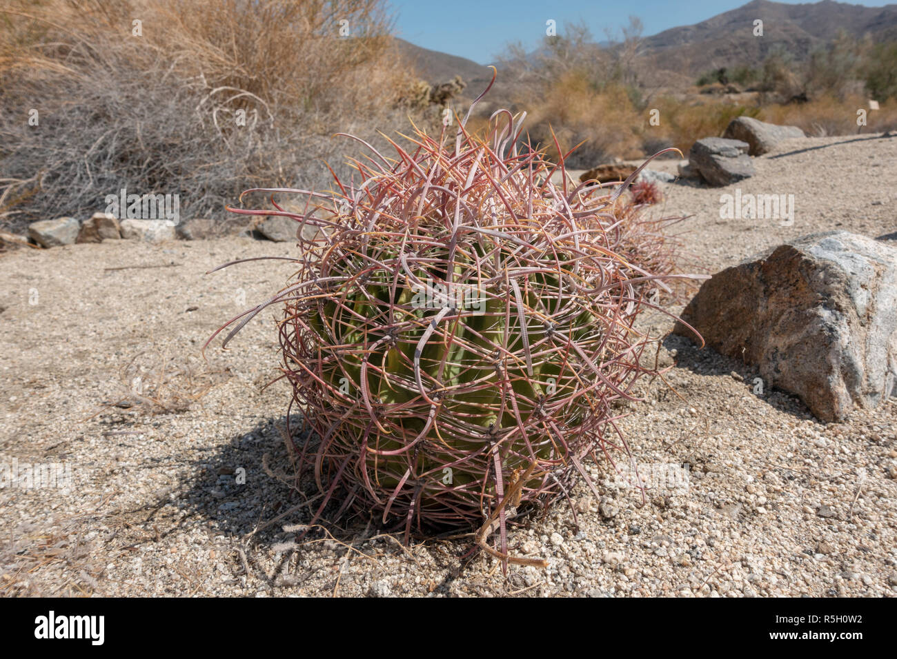 Ferocactus cylindraceus ist eine Pflanzenart aus der Gattung der barrel Kaktus, Ed Hastey Garden Trail, Santa Rosa and San Jacinto Mountains National Monument, Palm Desert, USA Stockfoto