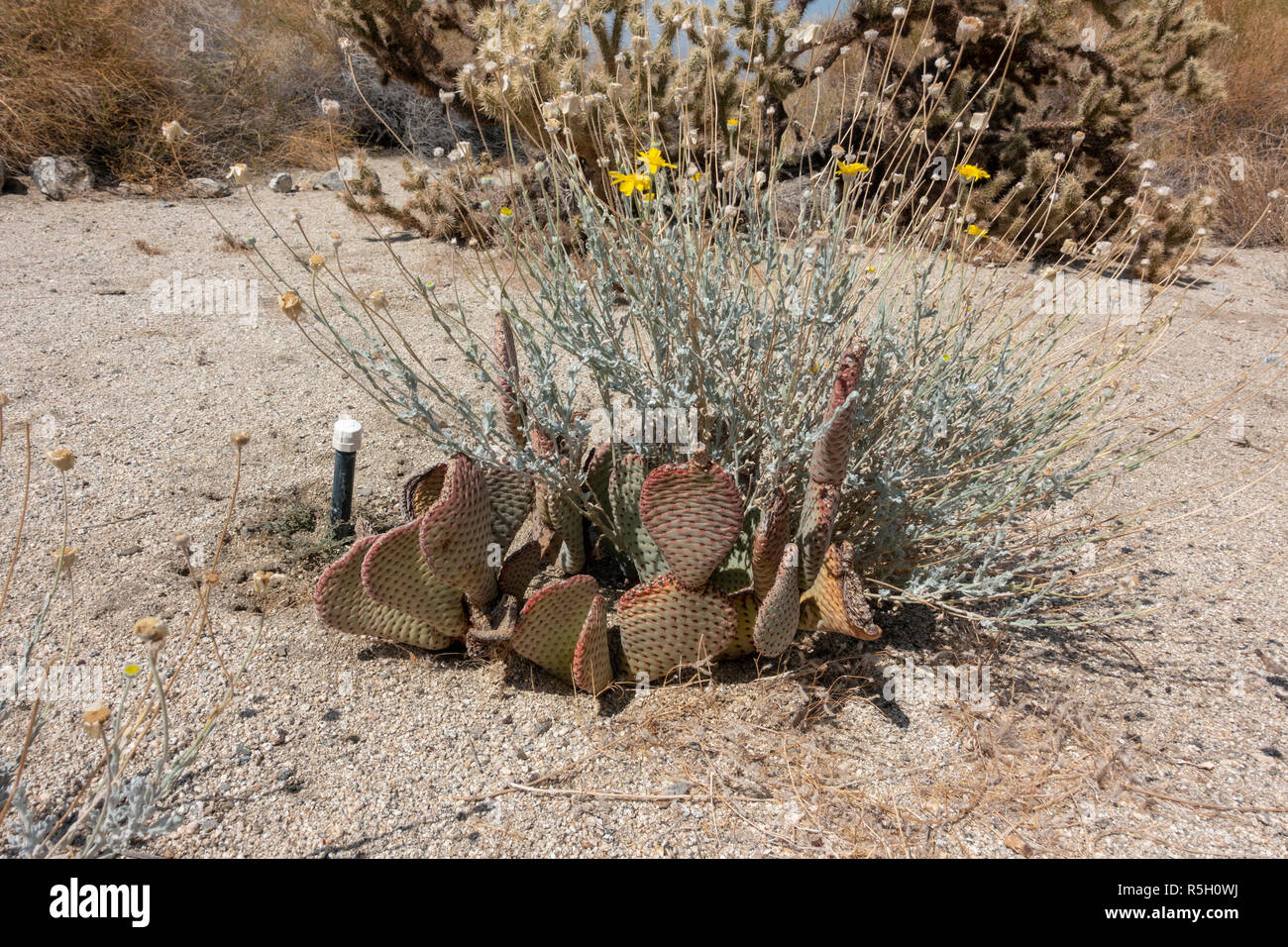 Beavertail Cactus (Opuntia basilaris), Ed Hastey Garden Trail, Santa Rosa und San Jacinto Mountains National Monument, Palm Desert, CA, USA. Stockfoto