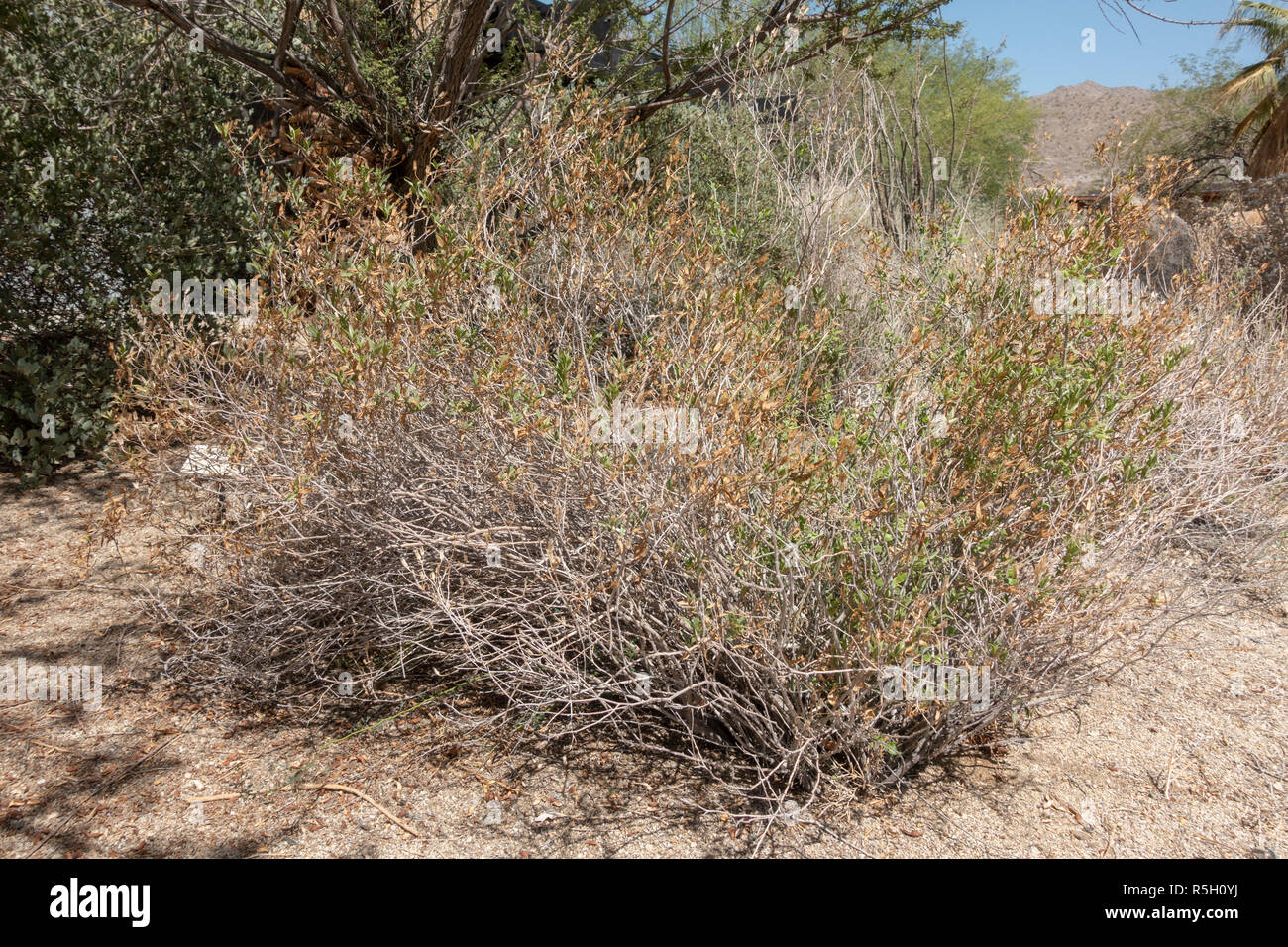 Trixis (Trixis californica), Ed Hastey Garden Trail, Santa Rosa und San Jacinto Mountains National Monument, das Besucherzentrum, Palm Desert, CA, USA. Stockfoto