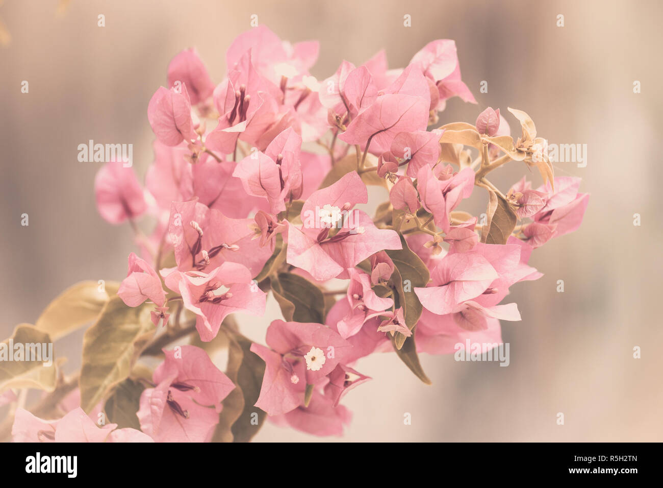 Schönen Kontrast gering rosa Blume, Sommer Natur Stockfoto