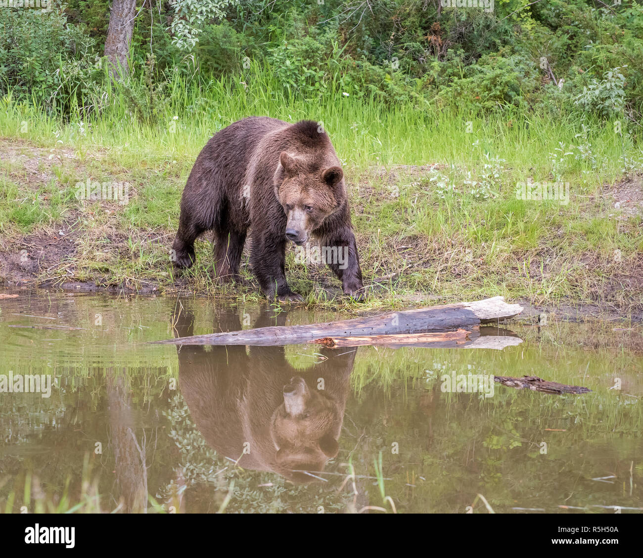 Grizzly Bär zu Fuß entlang des Flusses mit Reflektion Stockfoto
