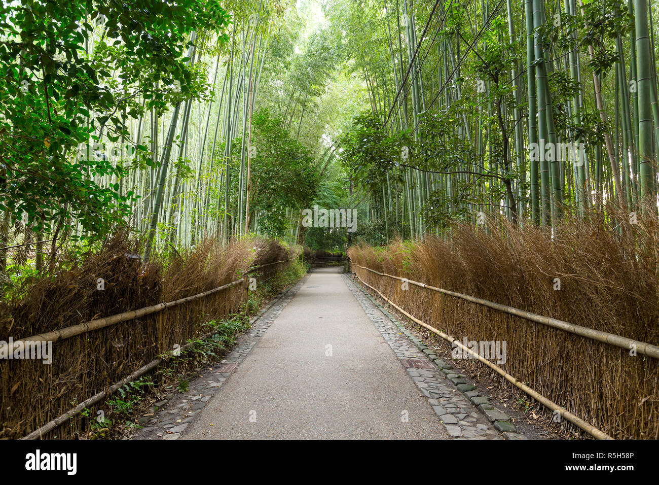 Bambus Wald Stockfoto