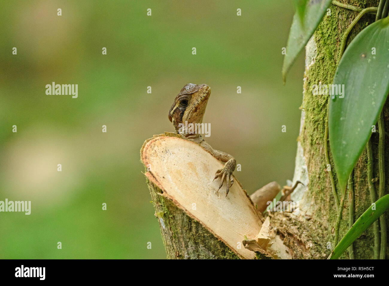 Ameiva Eidechse klettern auf einem Baumstamm. Stockfoto