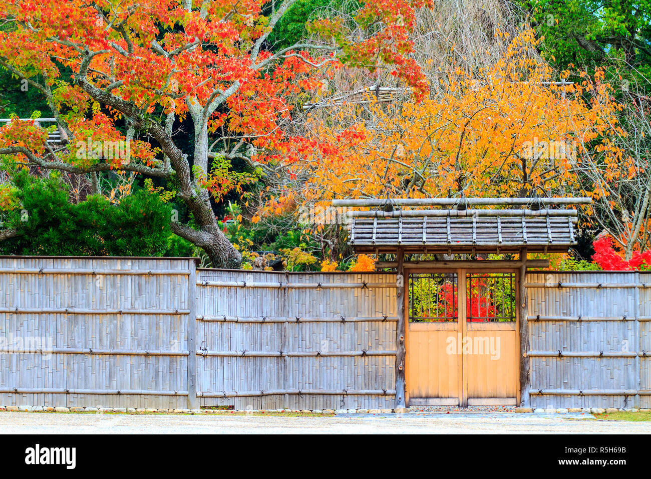 Herbst mit schönen Farbe Ahorn bei Nara Park, Japan Stockfoto