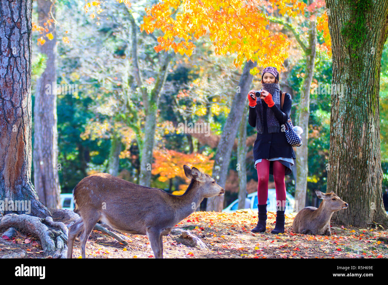 Herbst mit schönen Farbe Ahorn bei Nara Park, Japan Stockfoto