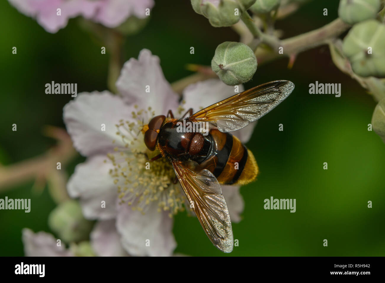 Hornet schweben Fliegen auf einer Blüte Stockfoto