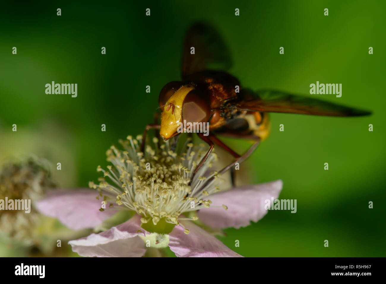 Hornet schweben Fliegen auf einer Blüte Stockfoto