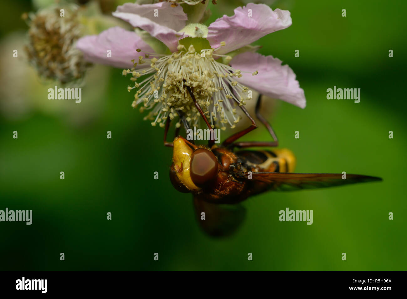 Hornet schweben Fliegen auf einer Blüte Stockfoto