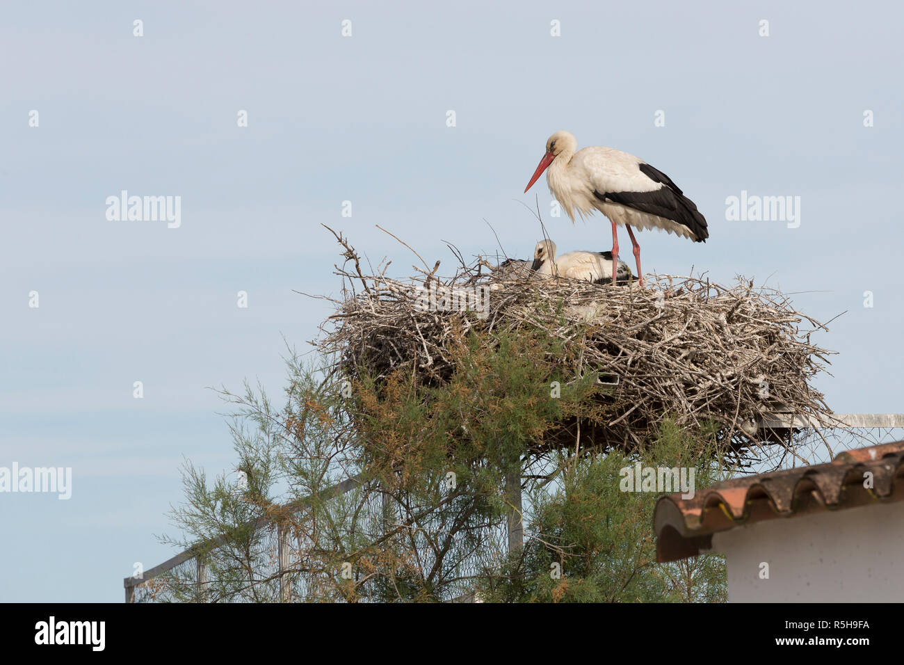 Weißstorch (Ciconia ciconia) in Nest in der Camargue, Frankreich Stockfoto