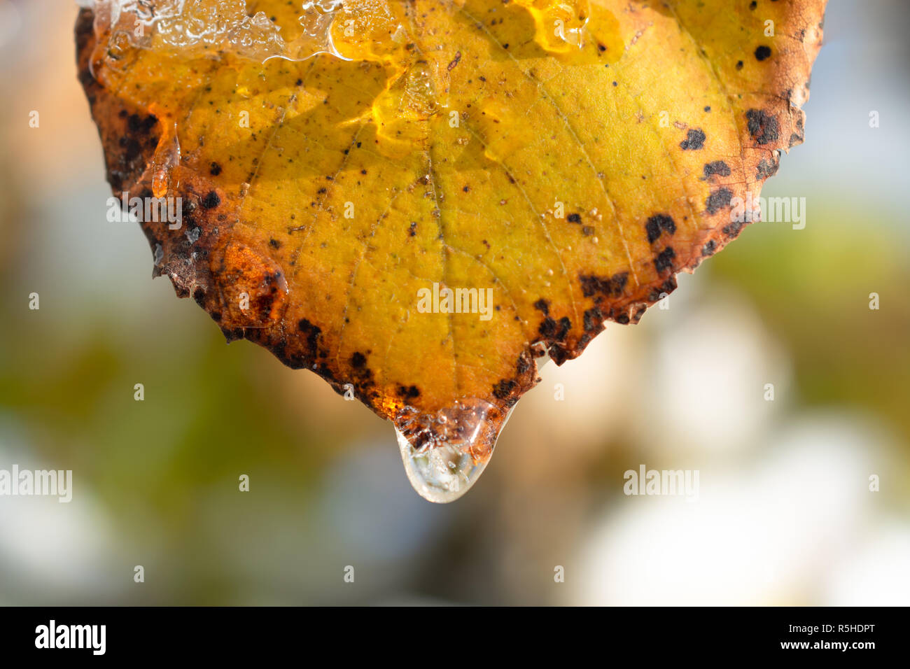 Gefroren Blatt im frühen Winter Stockfoto