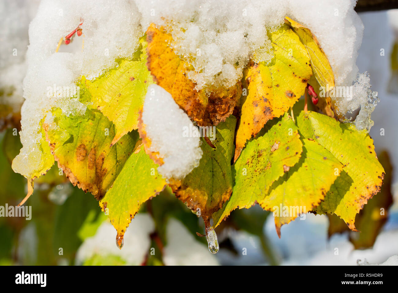 Gefroren Blatt im frühen Winter Stockfoto