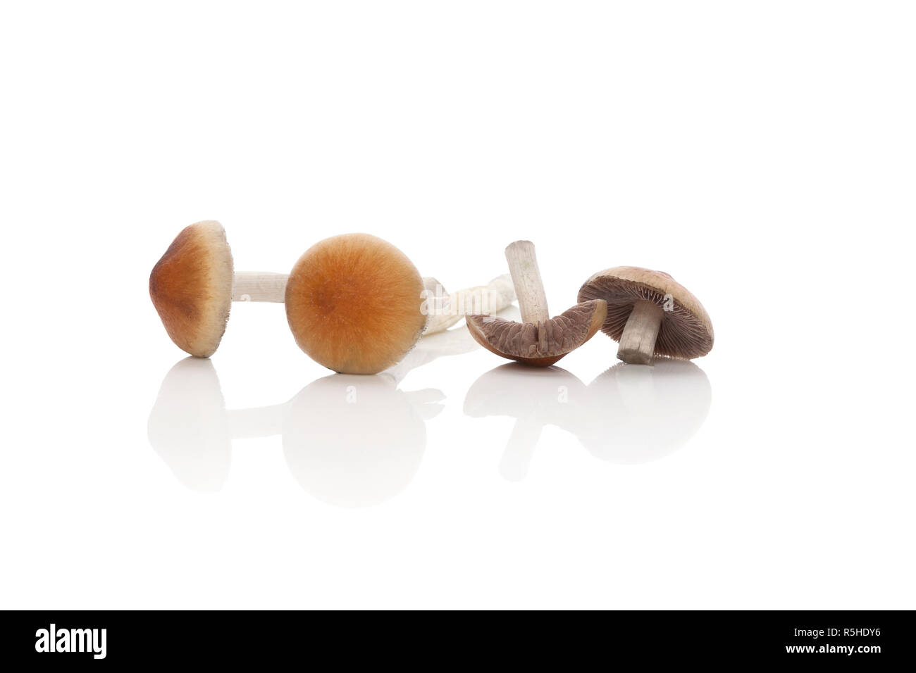 Frische Psilocybin Pilze. Stockfoto