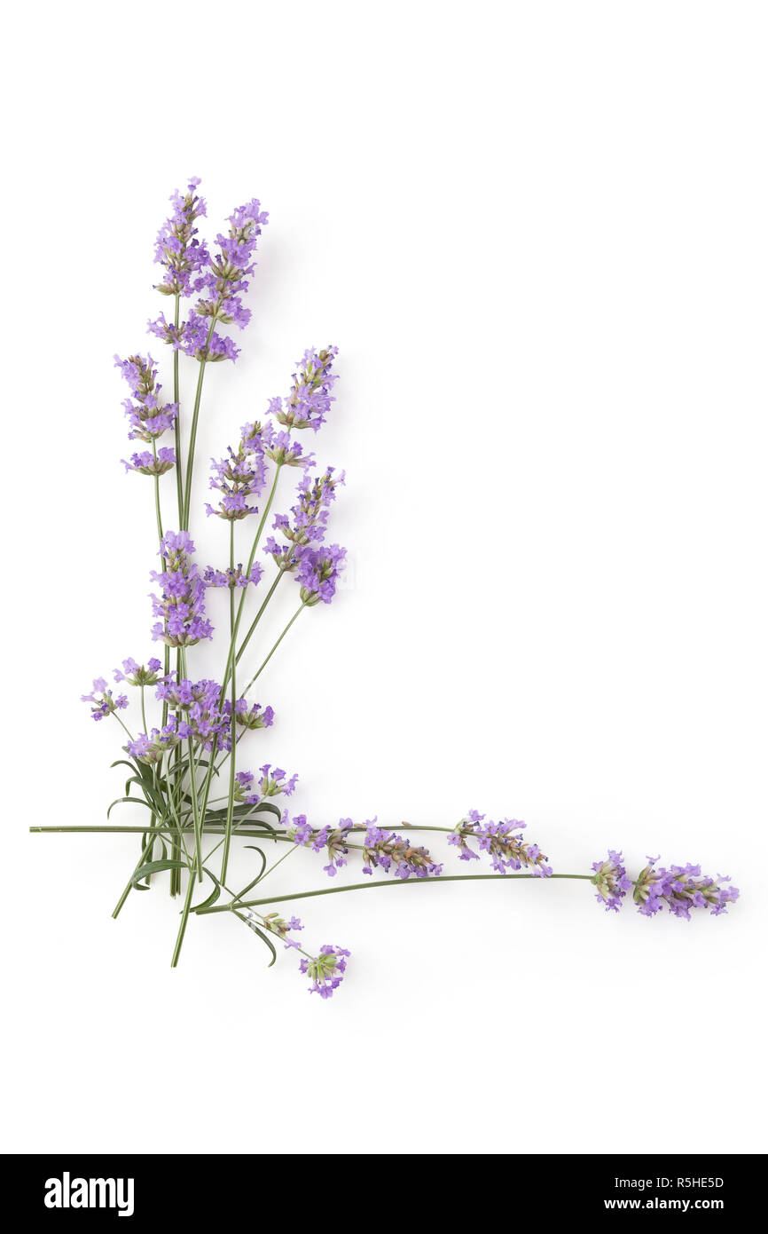 Aromatische Lavendel Kräuter Stockfoto