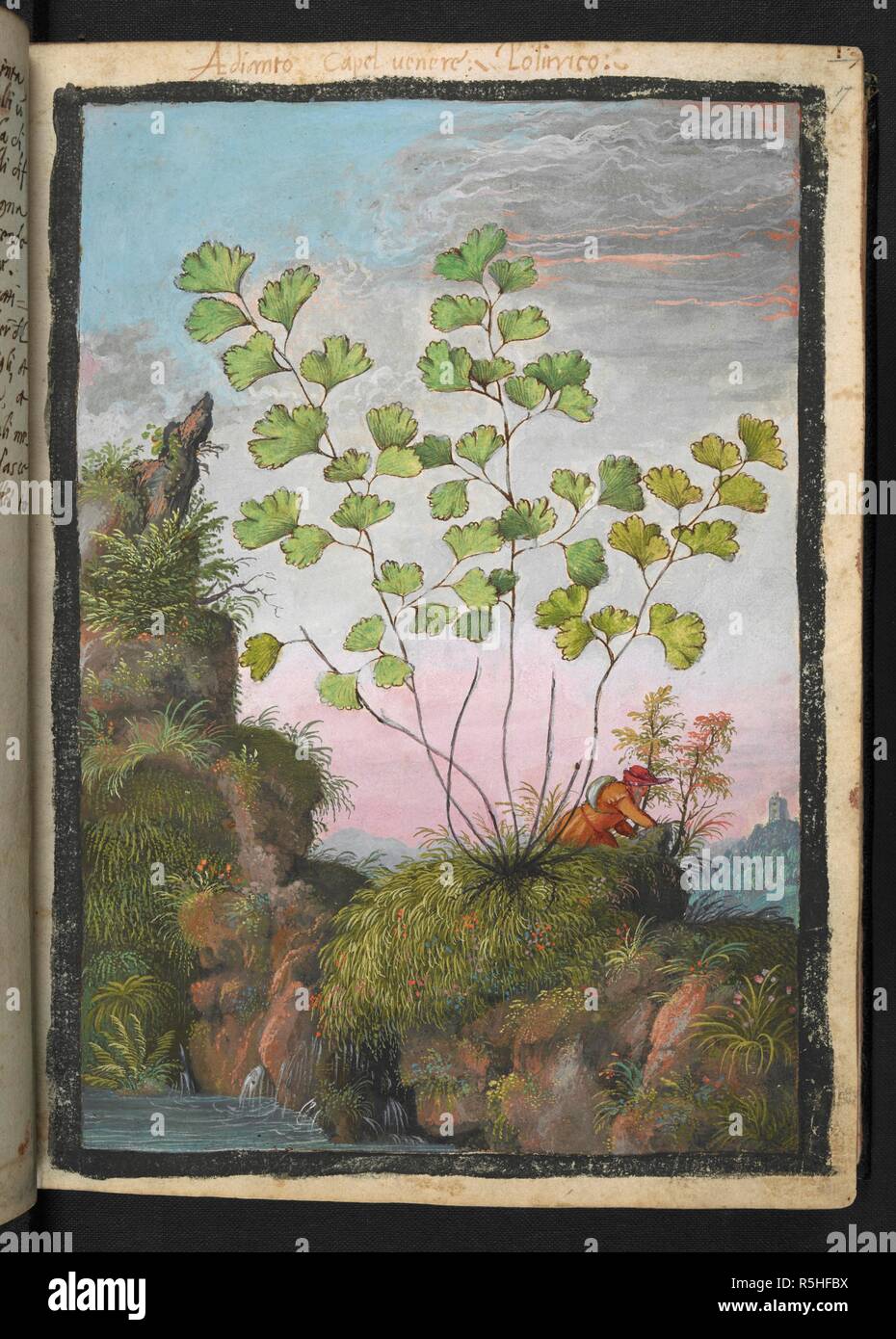 Capelvenere." Adiantum capillus-Veneris, dem Sdlichen maidenhair Fern',  schwarz maidenhair fern, maidenhair fern, und Venus Haar Farn. Farbige  Zeichnungen von Pflanzen, kopiert aus der Natur in der Rmischen Staaten,  von Gerardo Cibo. Vol.