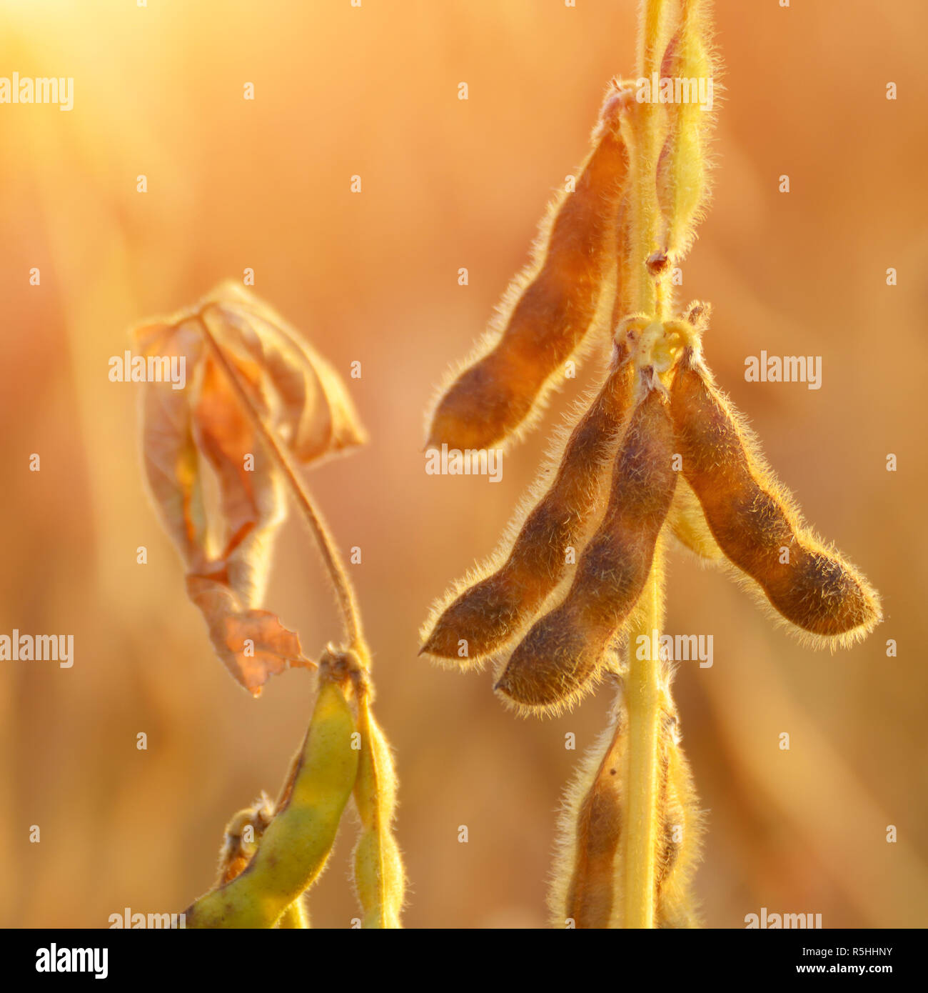 Bereit für die Ernte reif Soja Hülsen zur Stammzellenforschung in den Bereichen Detailansicht gegen Sonnenlicht Stockfoto